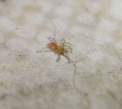 Araneae
