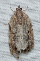 Thrincophora