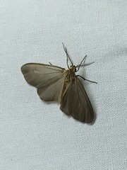 Pagara simplex