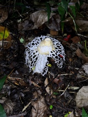 Phallus atrovolvatus