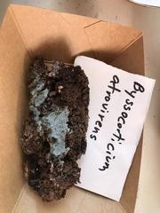 Byssocorticium atrovirens