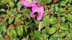 Bombus eximius