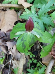 Trillium sessile