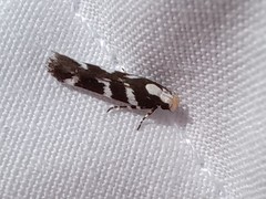 Filatima