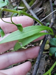 Claytonia caroliniana