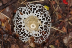 Phallus atrovolvatus