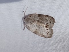 Polygrammate cadburyi