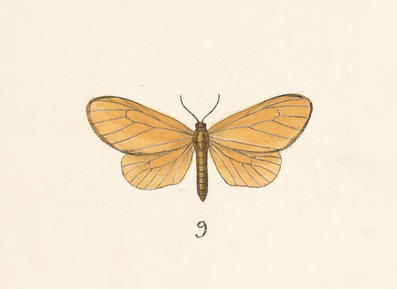 Eubaphe conformis