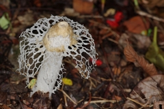 Phallus atrovolvatus
