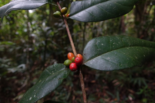 Tricalysia ambrensis