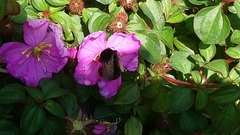 Bombus eximius