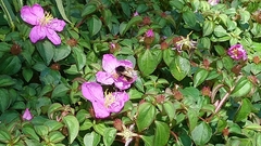 Bombus eximius