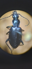 Anchomenus aeneolus