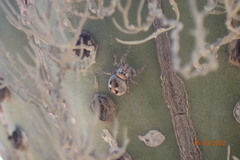 Dendryphantes zygoballoides