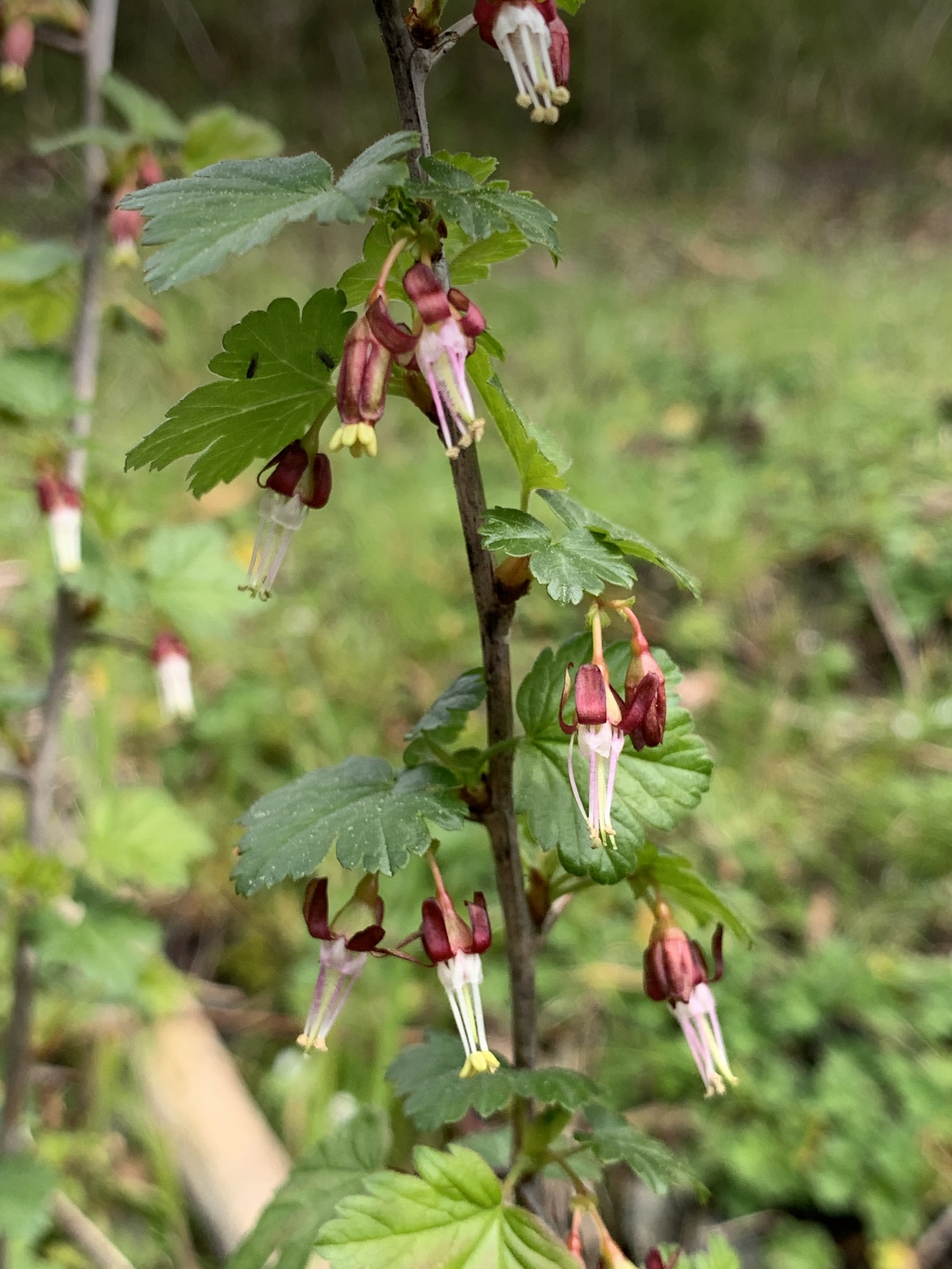 Ribes divaricatum