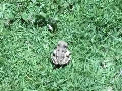 Rhinella