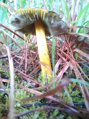 Hygrocybe conica