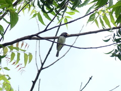 Sporophila peruviana