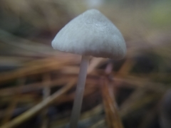 Mycena