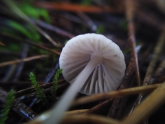 Mycena