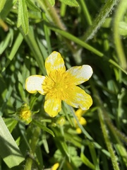 Ranunculus orthorhynchus