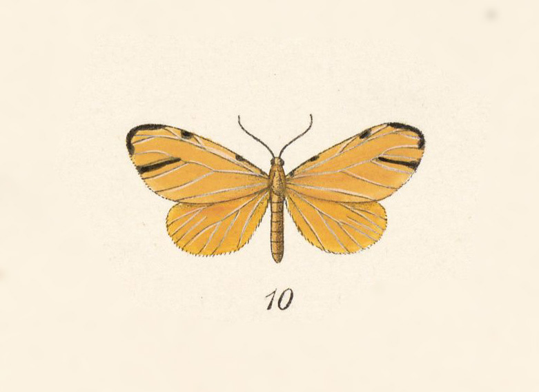 Eubaphe tripunctata