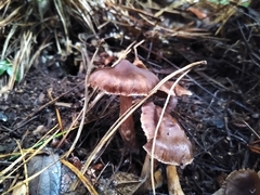 Agaricales