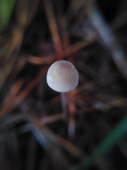 Mycena