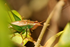 Conocephalus cinnamonifrons