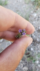 Allophyllum gilioides gilioides