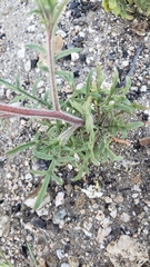 Allophyllum gilioides gilioides