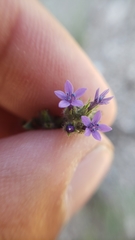 Allophyllum gilioides gilioides