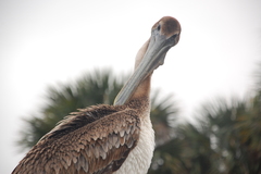 Pelecanus occidentalis
