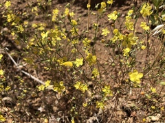 Hesperolinon breweri