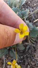 Viola purpurea quercetorum