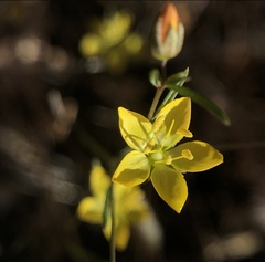 Hesperolinon breweri