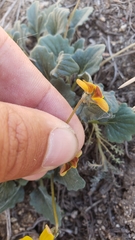 Viola purpurea quercetorum