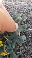 Viola purpurea quercetorum