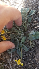 Viola purpurea quercetorum