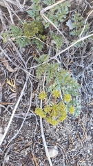Tauschia parishii