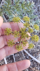 Tauschia parishii