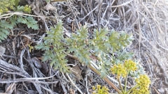 Tauschia parishii
