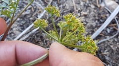 Tauschia parishii
