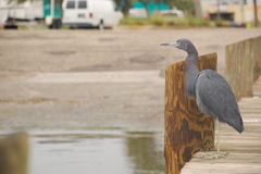 Egretta caerulea