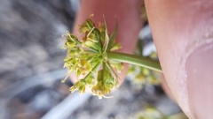 Tauschia parishii