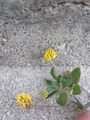 Medicago lupulina