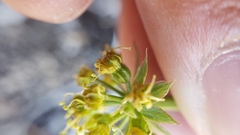 Tauschia parishii