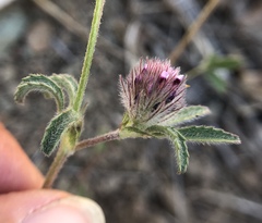 Trifolium albopurpureum
