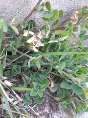 Medicago lupulina