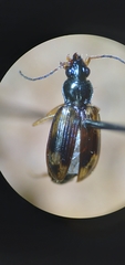Bembidion corgenoma